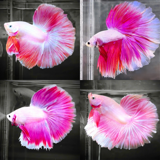 Pink Sakura Halfmoon Male Betta Fish | Grower Pick
