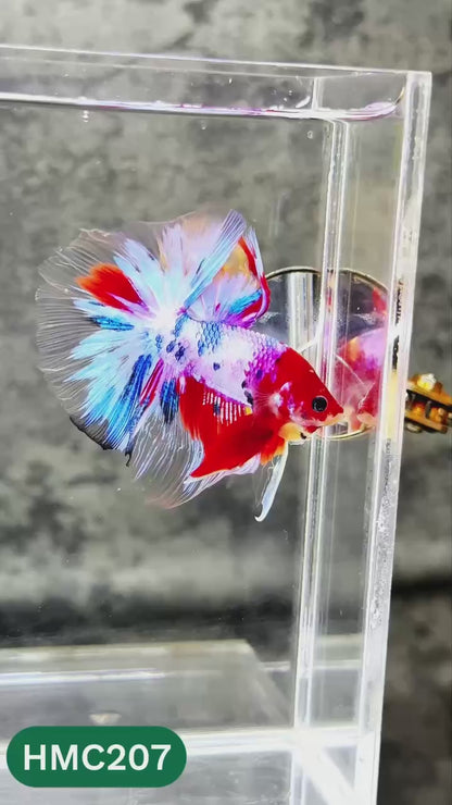 Multicolor Halfmoon Male Betta Fish | Order Directly From Farm | You Pick Fish