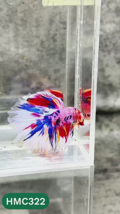 Multicolor Halfmoon Male Betta Fish | High Grade | Order Directly From Farm |  You Pick Fish |