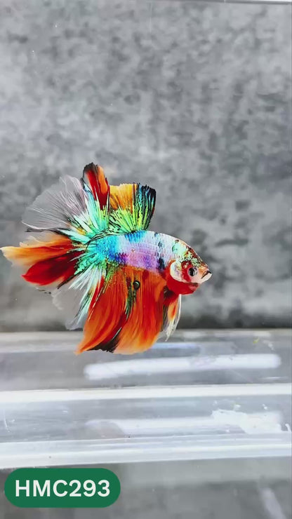 Multicolor Halfmoon Male Betta Fish | High Grade | Order Directly From Farm |  You Pick Fish |