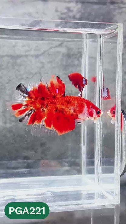 King Giant Plakat Male Betta Fish | You Pick Fish | High Grade