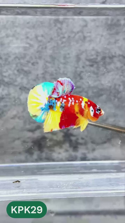 Multicolor Plakat Male Betta Fish |Show Grade|  You Pick Fish