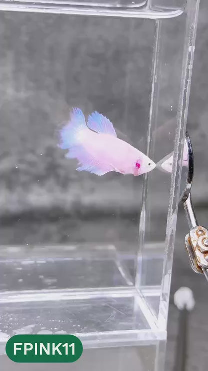 Pink Sakura Halfmoon Female Betta Fish | You Pick Fish