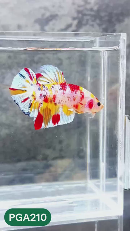 King Giant Plakat Male Betta Fish | You Pick Fish | High Grade
