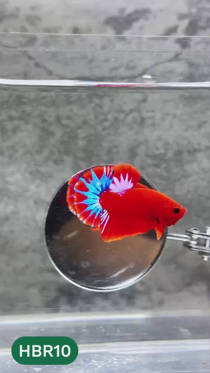 Hellboy Plakat Male Betta Fish | Order Directly From Farm | You Pick Fish