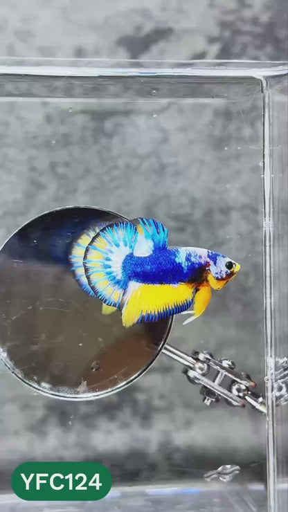 Yellow Fancy Male Betta Fish | Order Directly From Farm | You Pick Fish
