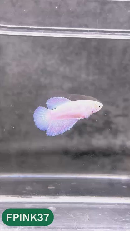 Pink Sakura Halfmoon Female Betta Fish | You Pick Fish