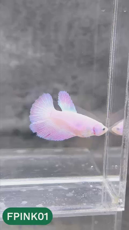 Pink Sakura Halfmoon Female Betta Fish | You Pick Fish
