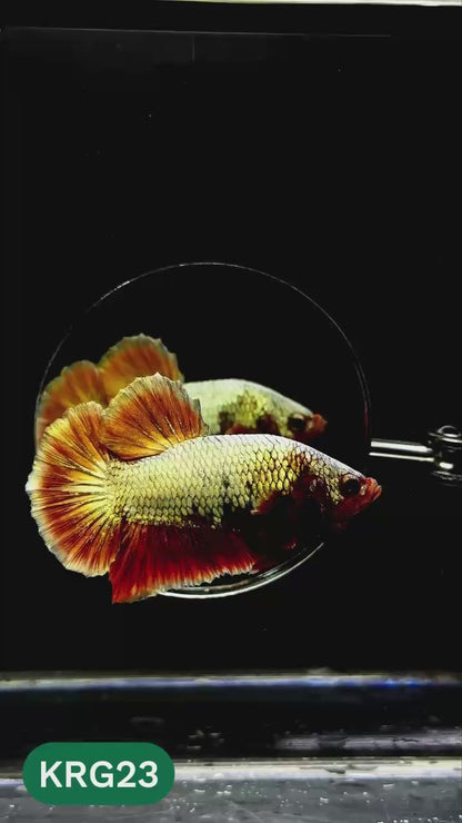 Koi Red Gold Galaxy Plakat Male Betta Fish | You Pick Fish