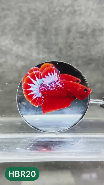 Hellboy Plakat Male Betta Fish | Order Directly From Farm | You Pick Fish