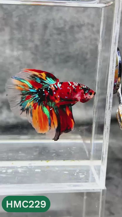 Multicolor Halfmoon Male Betta Fish | Order Directly From Farm | You Pick Fish
