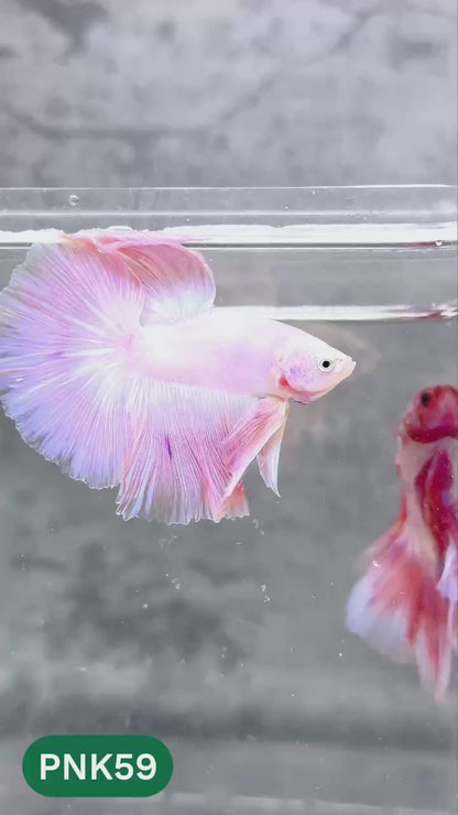 Pink Halfmoon Male Betta Fish | You Pick Fish | Order Directly From Farm