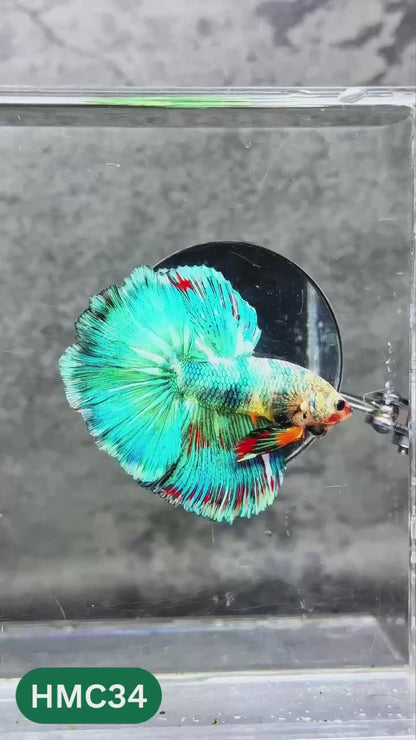 Nemo Halfmoon Male Betta Fish | Order Directly From Farm | You Pick Fish