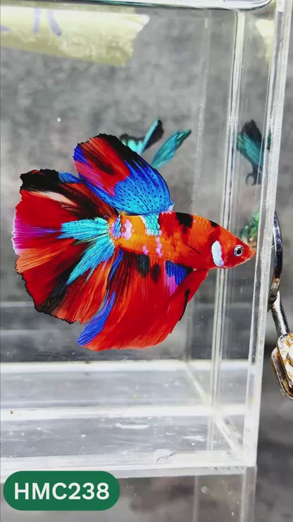Multicolor Halfmoon Male Betta Fish | Order Directly From Farm | You Pick Fish
