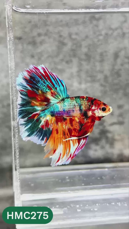 Multicolor Halfmoon Male Betta Fish | High Grade | Order Directly From Farm |  You Pick Fish |