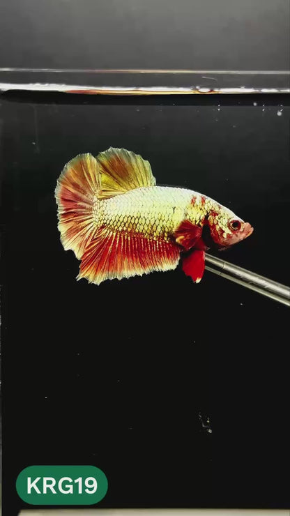 Koi Red Gold Galaxy Plakat Male Betta Fish | You Pick Fish