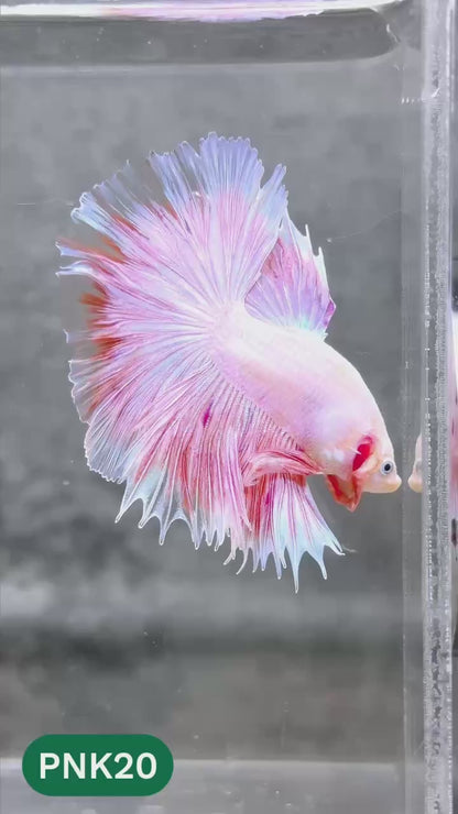 Pink Halfmoon Male Betta Fish | You Pick Fish | Order Directly From Farm