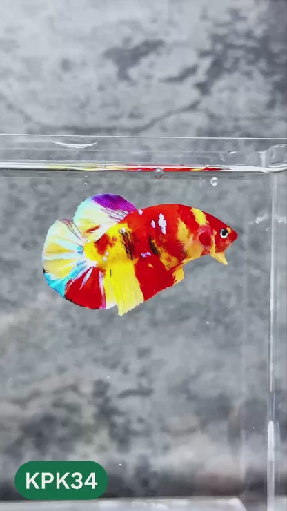 Multicolor Plakat Male Betta Fish |Show Grade|  You Pick Fish