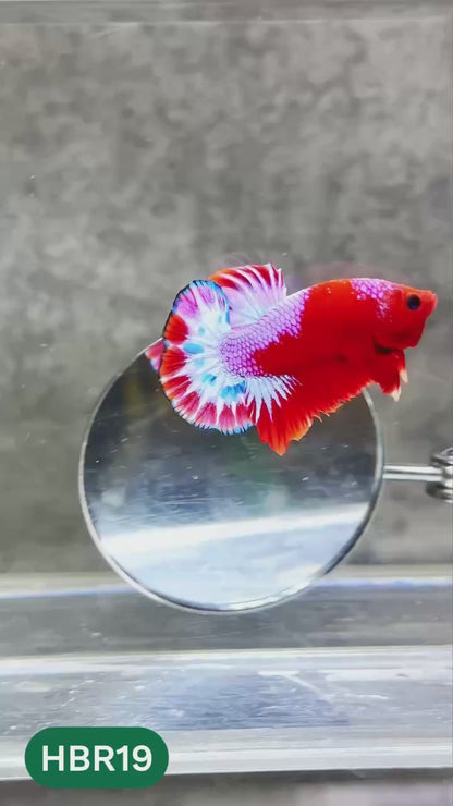 Hellboy Plakat Male Betta Fish | Order Directly From Farm | You Pick Fish