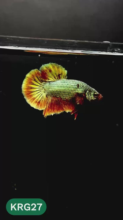 Koi Red Gold Galaxy Plakat Male Betta Fish | You Pick Fish