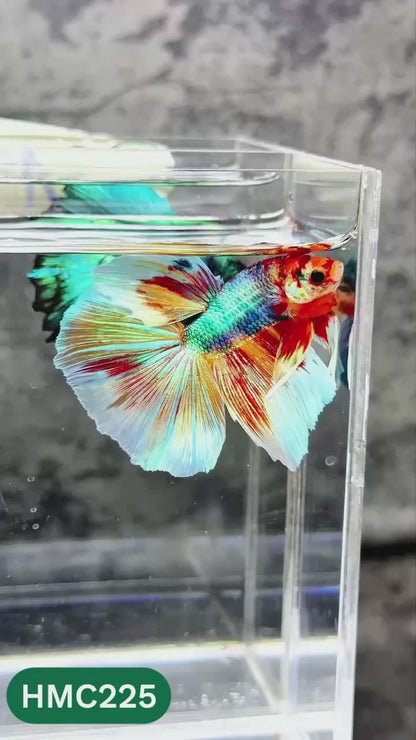 Multicolor Halfmoon Male Betta Fish | Order Directly From Farm | You Pick Fish