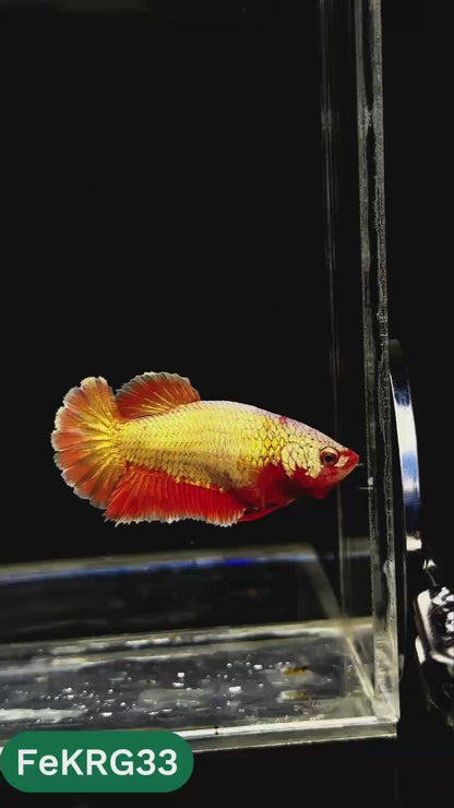 Koi Red Gold Female Betta Fish | You Pick Fish | High Grade