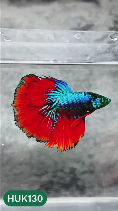 Black Hulk Halfmoon Male Betta Fish | You Pick Fish