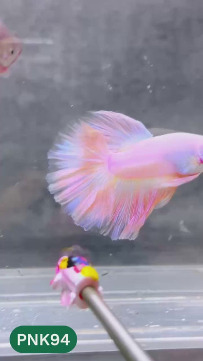 Pink Halfmoon Male Betta Fish | You Pick Fish | Order Directly From Farm