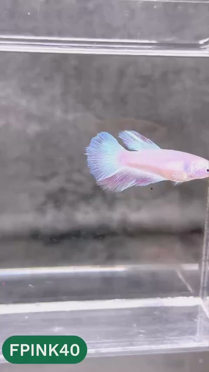 Pink Sakura Halfmoon Female Betta Fish | You Pick Fish