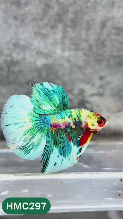 Multicolor Halfmoon Male Betta Fish | High Grade | Order Directly From Farm |  You Pick Fish |