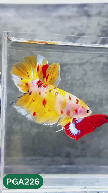 King Giant Plakat Male Betta Fish | You Pick Fish | High Grade