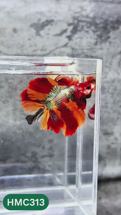 Multicolor Halfmoon Male Betta Fish | High Grade | Order Directly From Farm |  You Pick Fish |