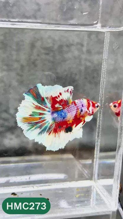 Multicolor Halfmoon Male Betta Fish | High Grade | Order Directly From Farm |  You Pick Fish |