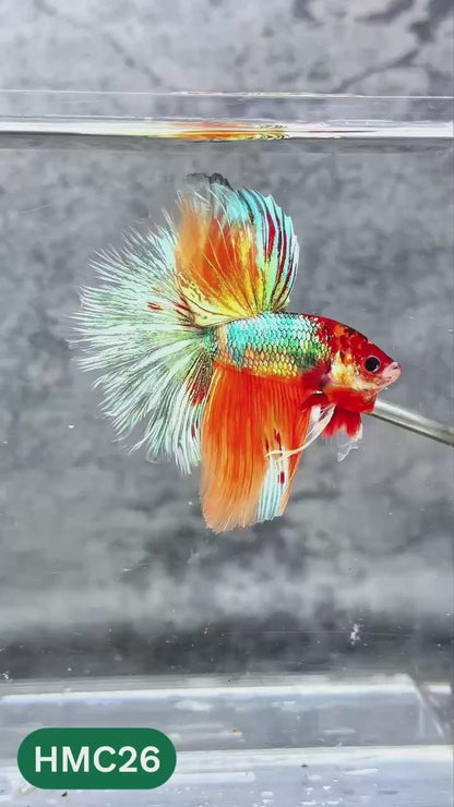 Nemo Halfmoon Male Betta Fish | Order Directly From Farm | You Pick Fish