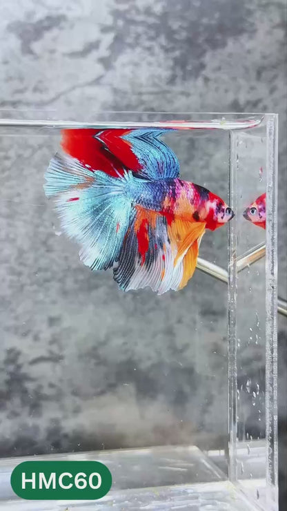Nemo Halfmoon Male Betta Fish | Order Directly From Farm | You Pick Fish