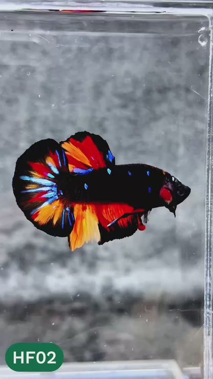 Dark Flame Hellfire Plakat Male Betta Fish | You Pick Fish | Rare Betta