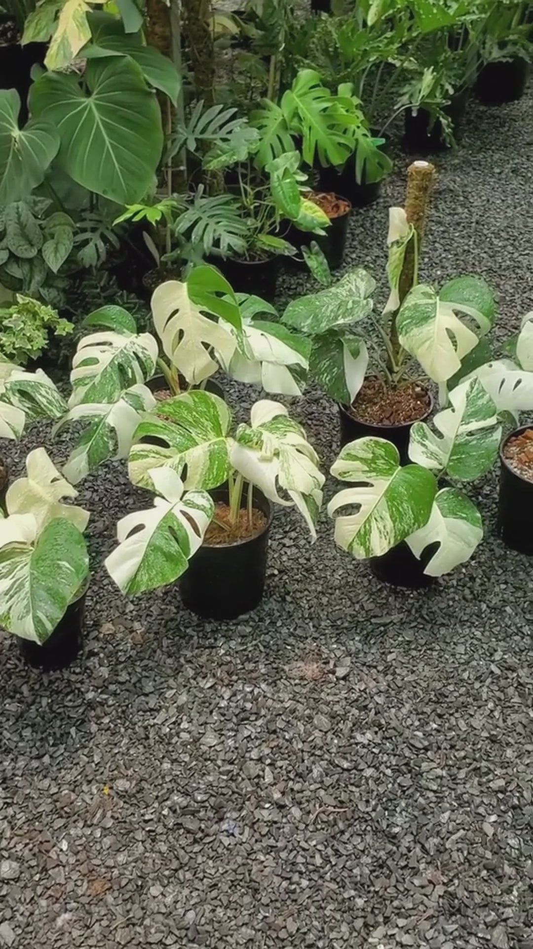 Shop Variegated Monstera Albo Cutting Plant