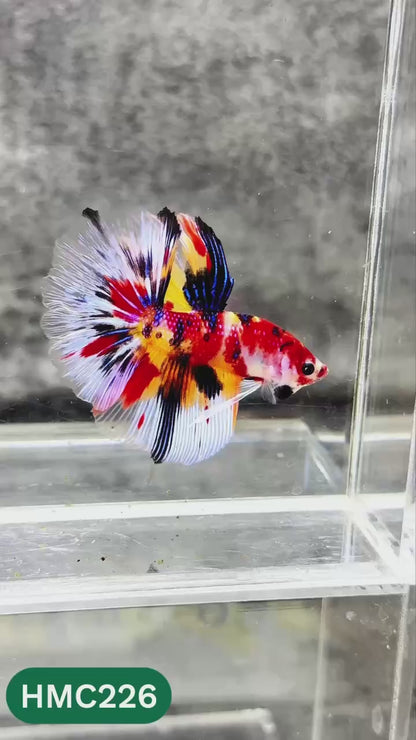 Multicolor Halfmoon Male Betta Fish | Order Directly From Farm | You Pick Fish