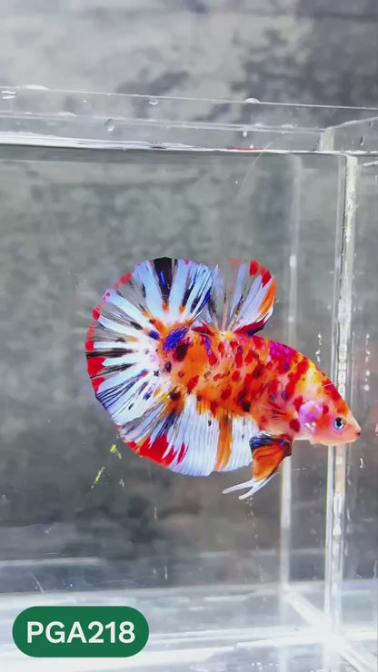 King Giant Plakat Male Betta Fish | You Pick Fish | High Grade