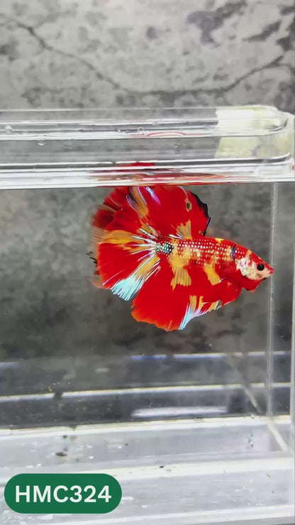 Multicolor Halfmoon Male Betta Fish | High Grade | Order Directly From Farm |  You Pick Fish |
