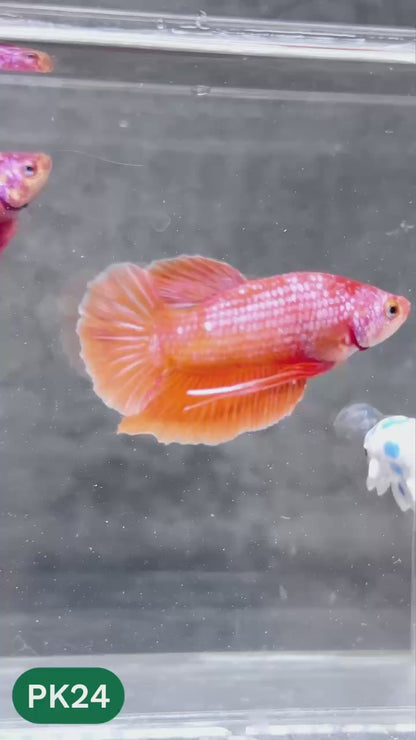 Pink Plakat Male Betta Fish | You Pick Fish | Rare Color