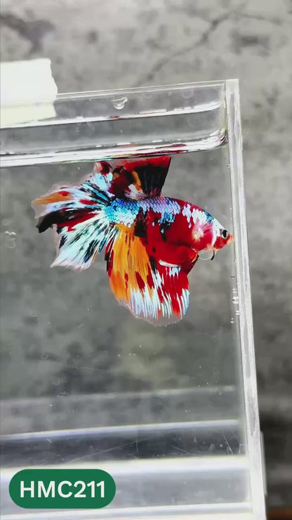 Multicolor Halfmoon Male Betta Fish | Order Directly From Farm | You Pick Fish