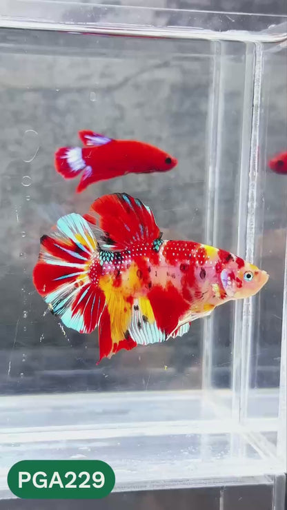 King Giant Plakat Male Betta Fish | You Pick Fish | High Grade