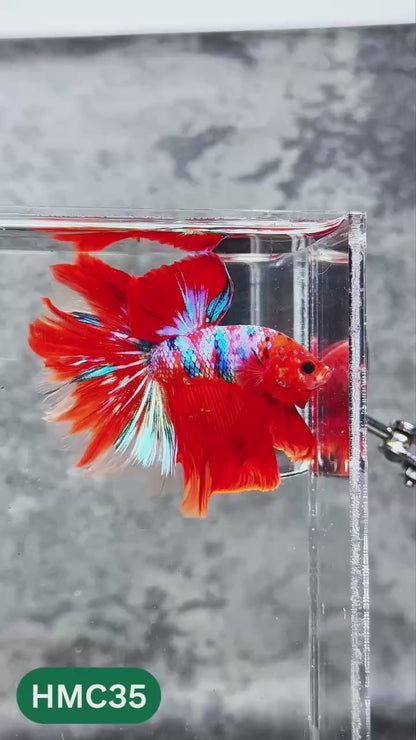 Nemo Halfmoon Male Betta Fish | Order Directly From Farm | You Pick Fish