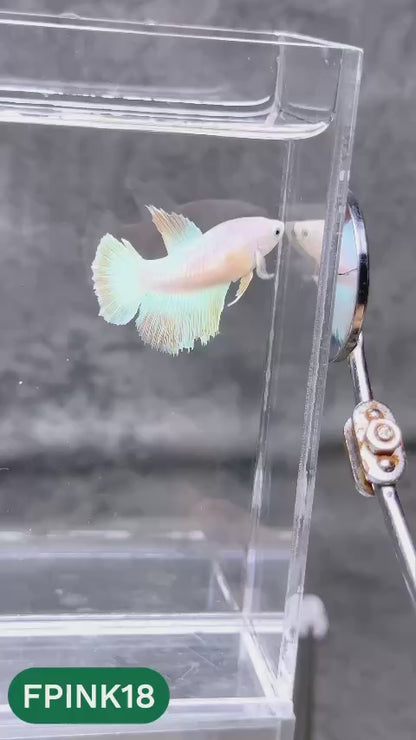 Pink Sakura Halfmoon Female Betta Fish | You Pick Fish