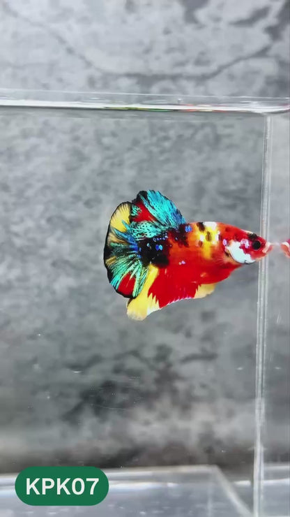 Multicolor Plakat Male Betta Fish |Show Grade|  You Pick Fish