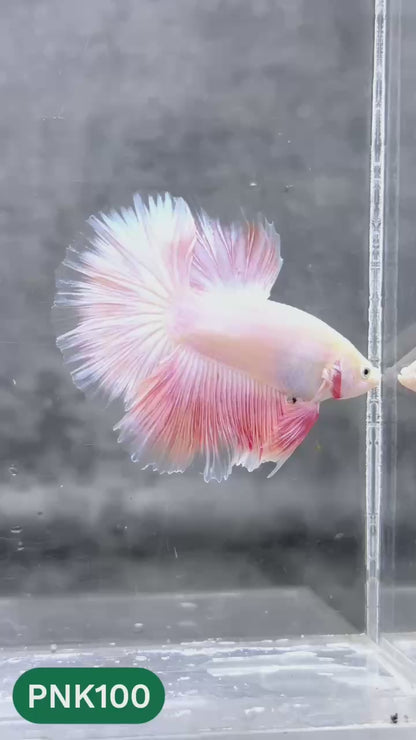 Pink Halfmoon Male Betta Fish | You Pick Fish | Order Directly From Farm