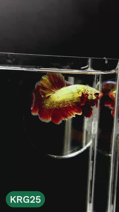 Koi Red Gold Galaxy Plakat Male Betta Fish | You Pick Fish