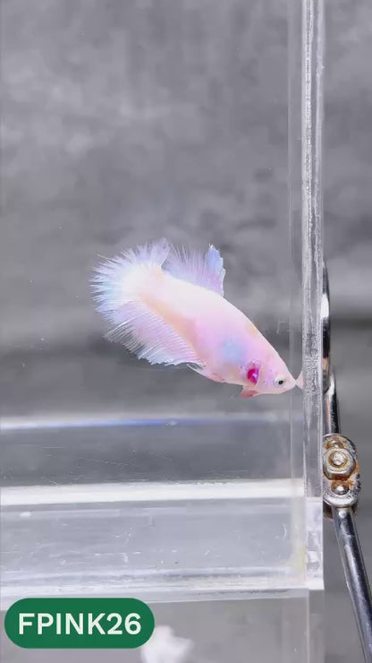 Pink Sakura Halfmoon Female Betta Fish | You Pick Fish