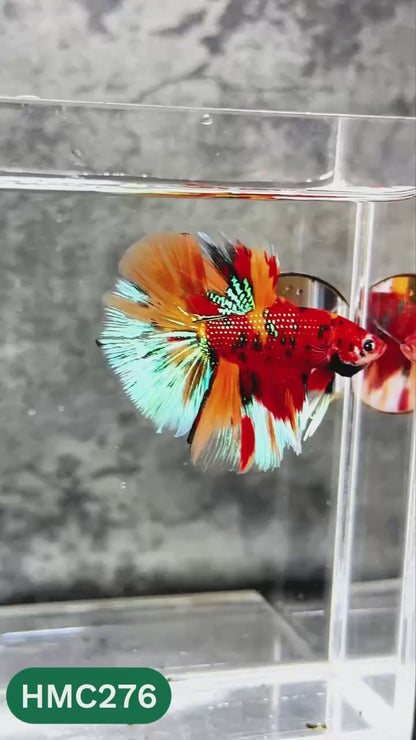 Multicolor Halfmoon Male Betta Fish | High Grade | Order Directly From Farm |  You Pick Fish |